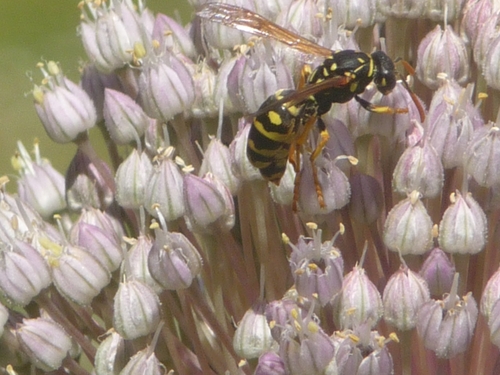 European Paper Wasp
