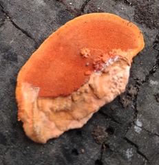 Trametes sanguinea