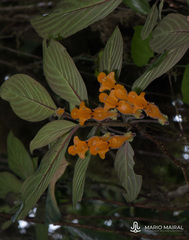 Columnea strigosa