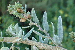Atriplex amnicola