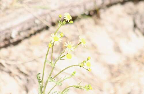 Senecio vernalis, photograph 6