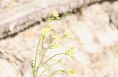 Senecio vernalis, photograph (c) Pavel Smirnov, some rights reserved (CC BY)