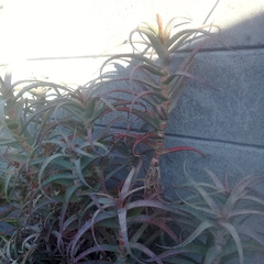 Aloe arborescens