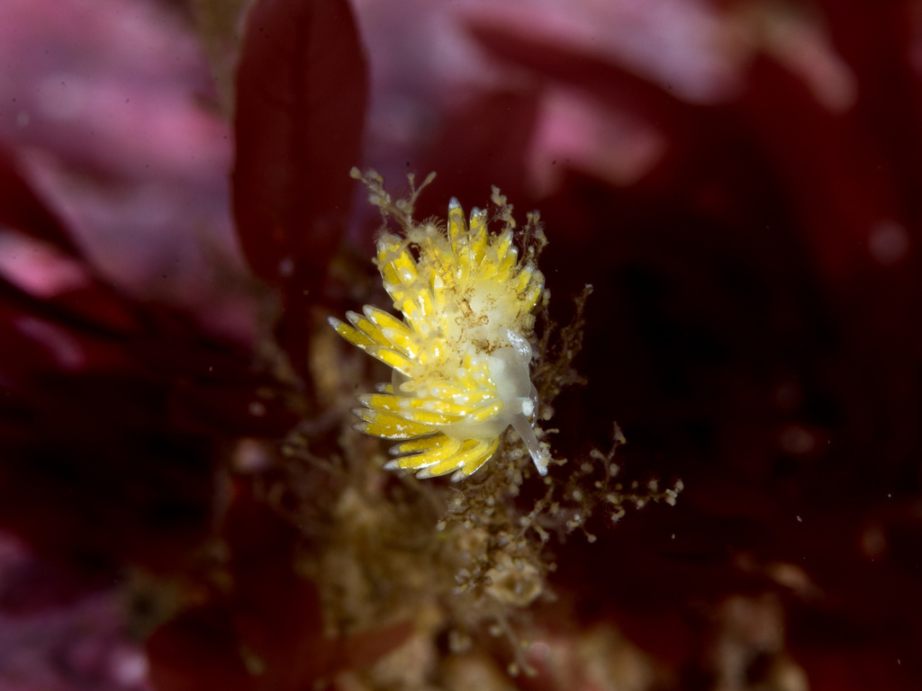 Tenellia pustulata