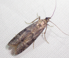 Vitula serratilineella