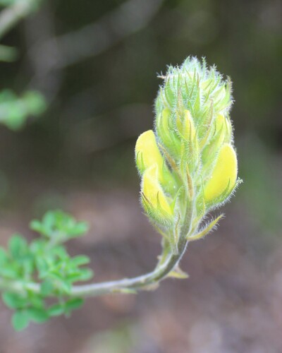 Adenocarpus foliolosus, photograph 5