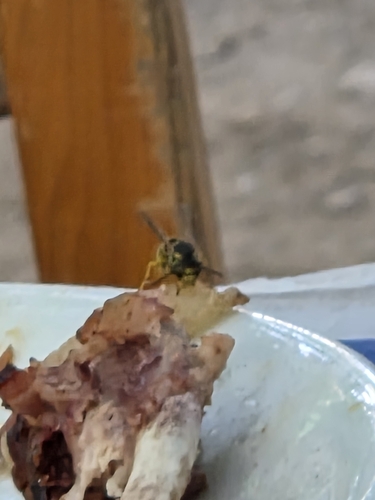 German Yellowjacket