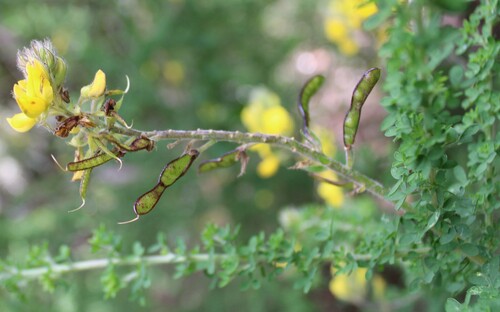 Adenocarpus foliolosus, photograph 6