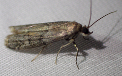 Vitula serratilineella