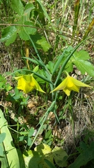 Calochortus pulchellus