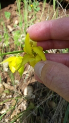 Calochortus pulchellus