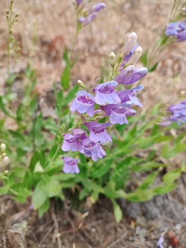 Penstemon venustus, photograph 6