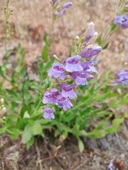 Penstemon venustus, photograph author not stated, no rights reserved