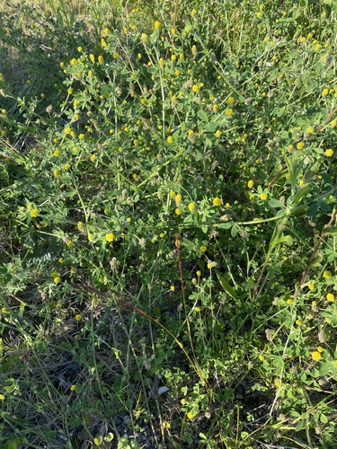 Black Medick