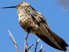 Patagona gigas