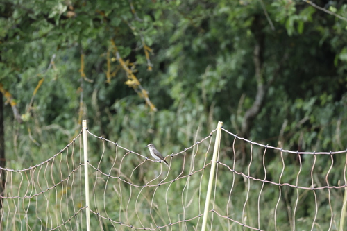 Spotted Flycatcher