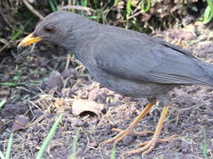 Turdus chiguanco