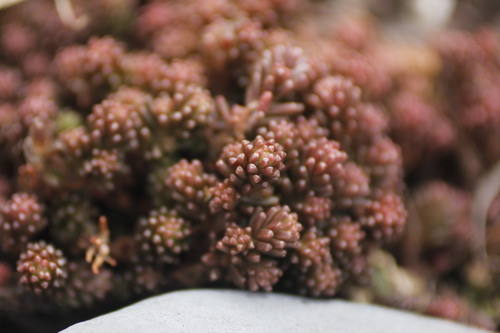 Sedum papillicaulum