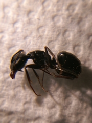Camponotus aethiops