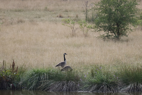 Canada Goose