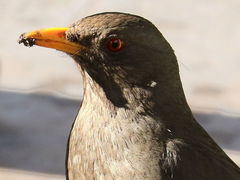 Turdus chiguanco