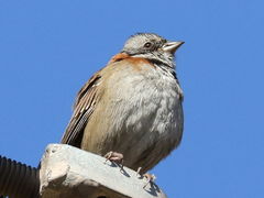 Zonotrichia capensis
