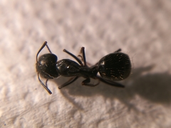Camponotus aethiops