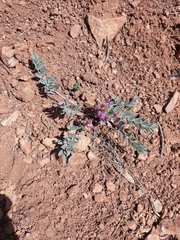 Astragalus shortianus