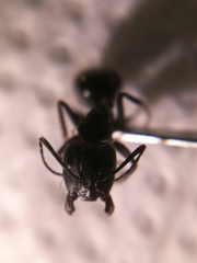 Camponotus aethiops