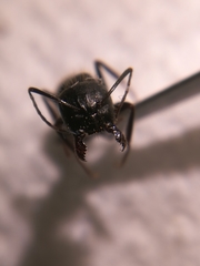 Camponotus aethiops