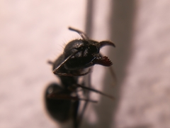 Camponotus aethiops
