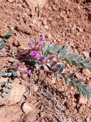 Astragalus shortianus