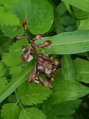 author not stated, no rights reserved Corallorhiza wisteriana, photograph author not stated, no rights reserved