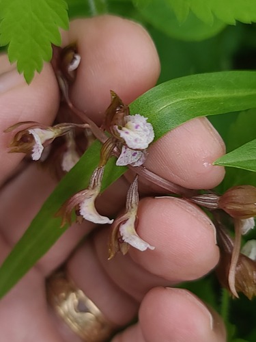 Corallorhiza wisteriana, photograph 4