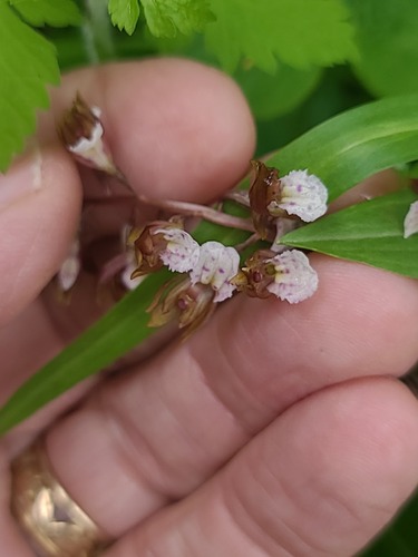 Corallorhiza wisteriana, photograph 6