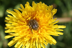 Leucocelina