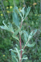 Atriplex serenana