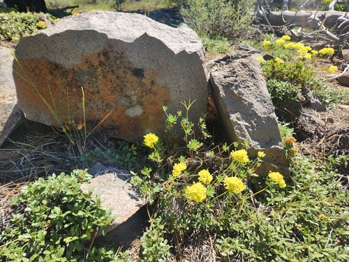 iNaturalist observation photo of wild buckwheats