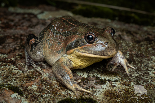 Western Banjo Frog