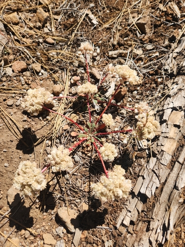 iNaturalist observation photo of One-seeded Pussypaws