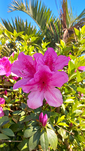 Rhododendron simsii observed 2026-06-11