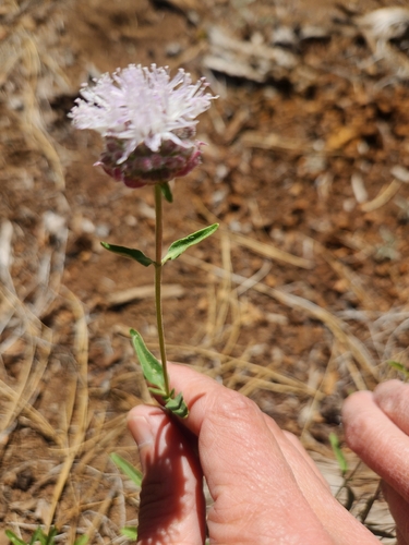 iNaturalist observation photo of Monardella ovata pallida