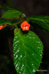 Begonia longirostris