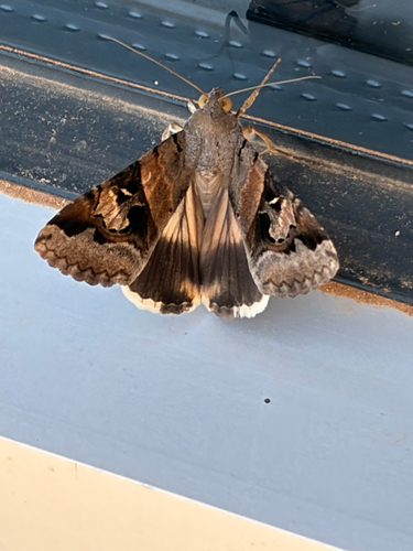 Indomitable Graphic Moth