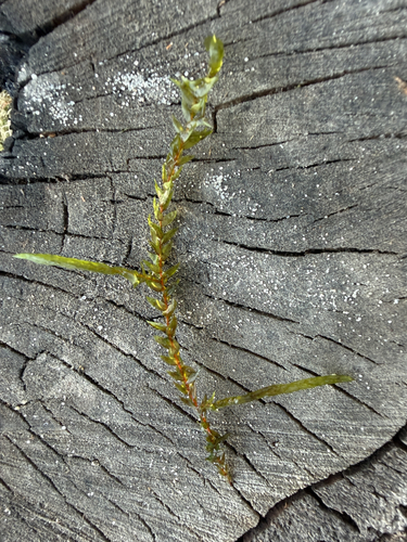 Willow Moss