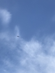 Ictinia mississippiensis