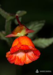 Begonia longirostris