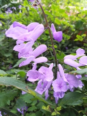 Plectranthus saccatus