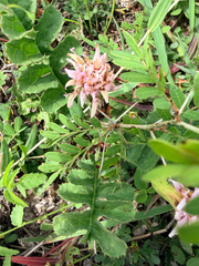 Acourtia runcinata, photograph (c) Jane Weeden, some rights reserved (CC BY)