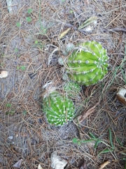 Echinopsis oxygona